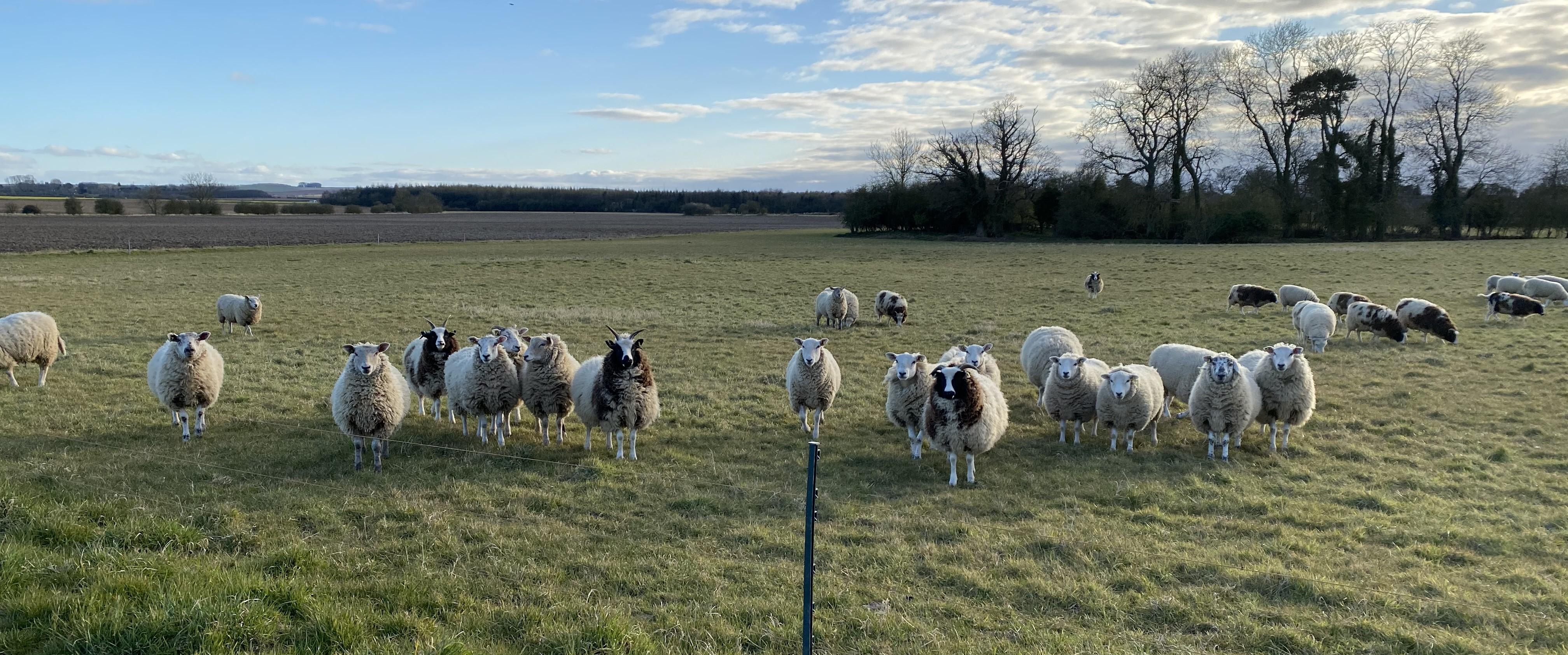 field of sheep